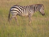 Zebra and Friend