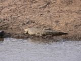 Crocodile
