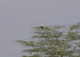 African Fish Eagle