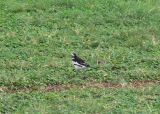 African Pied Wagtail