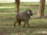 Baboon Portrait
