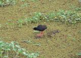 Black Crake