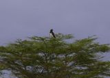 Black-chested Snake Eagle