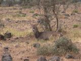Waterbuck