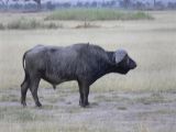 Cape Buffalo