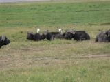 Cape Buffaloes and Friends