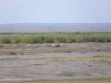 Cheetahs at Amboseli