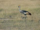 Crowned Crane