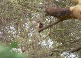 Gray-headed Kingfisher