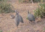 Helmeted Guineafowl