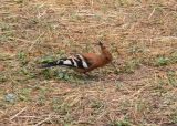 Hoopoe