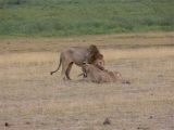 Lions with Prey