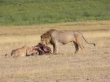 Lions with Prey