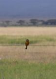 Little Bee-eater