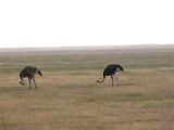 Ostriches