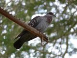 Speckled Pigeon