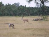 Thompsons and Grants Gazelles