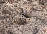 Three-ringed Plover