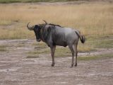 Wildebeest