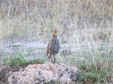 Yellow-necked Spurfowl