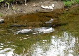 Common Mergansers