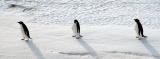 Adelie Penguins walking.jpg