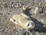 Mummified seal near Blood Falls camp.JPG