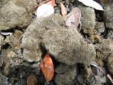 Reticulite, like pumice, but more extreme