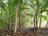 Coconut grove by coast