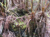 Bigger lava tree now overgrown