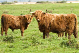 scottish highlanders 1