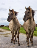 konik horses 2