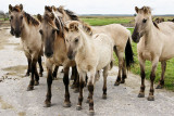 konik horses 4