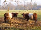 cows