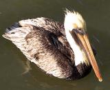 pelican