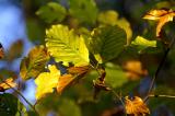 Appelbergen, leaves