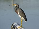 tri-colored heron