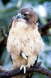 red-tailed hawk (I presume)