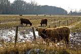 bulls between Haren and Groningen