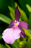 Miltonia spectabilis var. moreliana