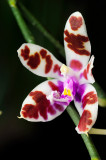 Phalaenopsis mariae (flower)