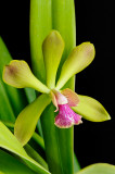 Encyclia adenocarpa