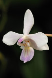 Phalaenopsis lindenii