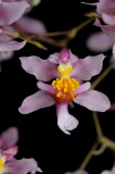 Oncidium ornithorhynchum