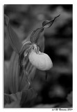 Lady Slipper in B&W