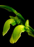 Epidendrum circinatum
