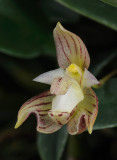Bulbophyllum ambrosia