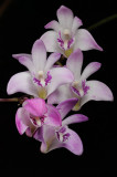 Dendrobium kingianum