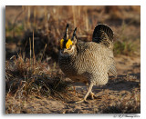 Lesser Prairie Chicken