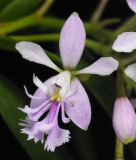 Epidendrum caligarium